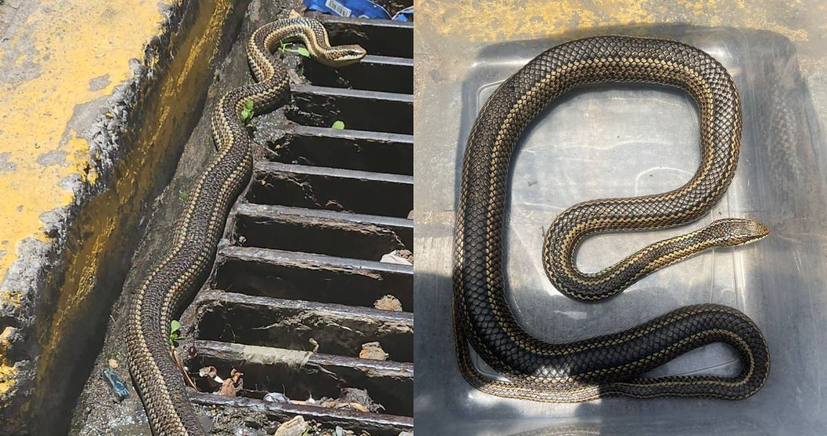 Rescatan a culebra de más de un metro de largo encontrada en pleno centro de Valparaíso