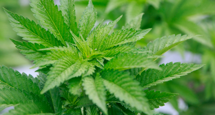 cultivo de marihuana curicó
