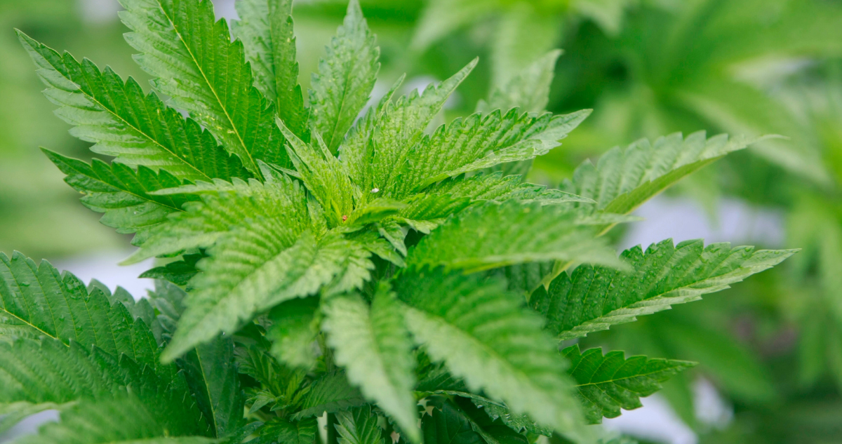cultivo de marihuana curicó