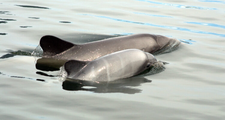 Delfín chileno hembra y su cría