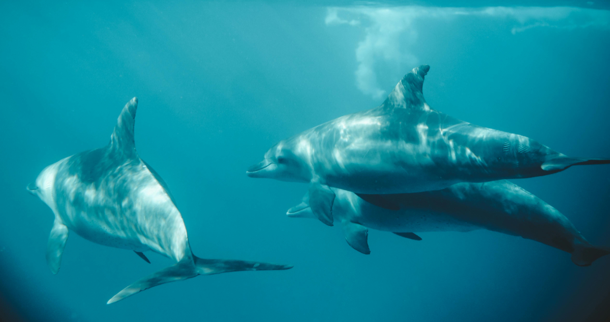 Encuentran fentanilo en delfines