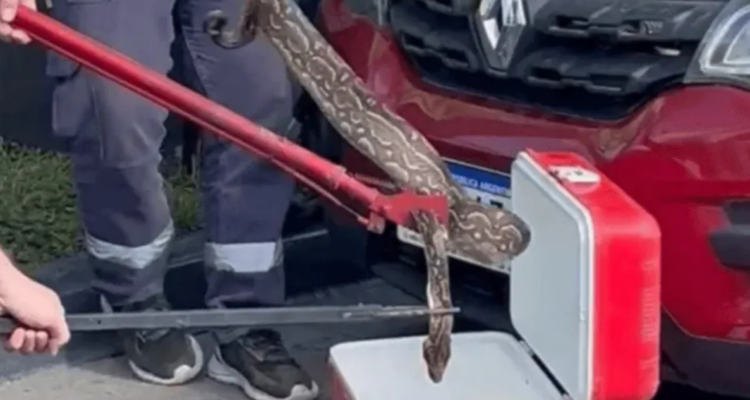 Descubren a una boa de 2 metros en el motor de un auto en Argentina