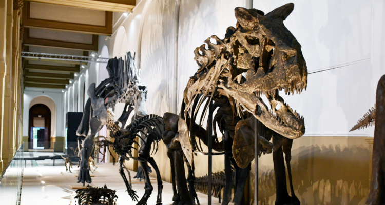 Dinosaurios del Fin del Mundo: la muestra gratuita que exhibe a las especies descubiertas en Chile