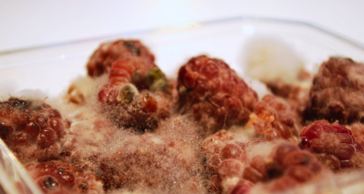 Cómo prevenir la aparición de hongos en los alimentos, según experto en ciencia y cocina