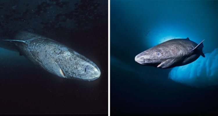 El tiburón más longevo del mundo podría tener la clave para alargar la vida humana, según expertos