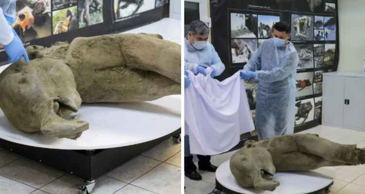 Encuentran restos casi intactos de un mamut joven que habría muerto hace 50 mil años en Siberia