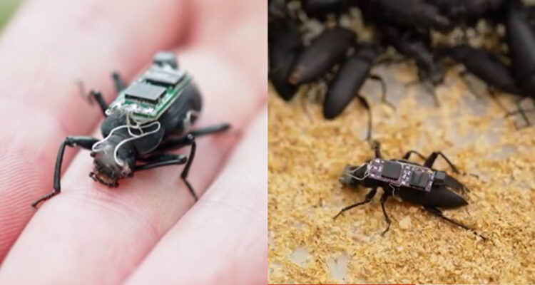 Cucarachas y escarabajos cyborgs