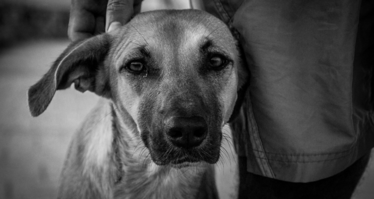 Experta entrega consejos para superar el proceso de duelo tras la muerte de una mascota