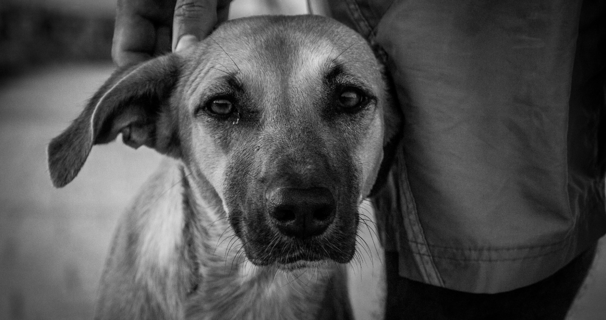 Experta entrega consejos para superar el proceso de duelo tras la muerte de una mascota
