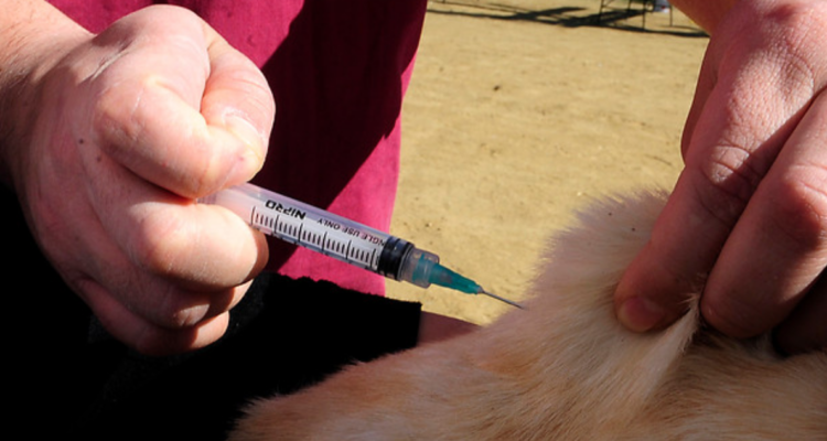 Chiloé: lanzan plan de vacunación masiva para mascotas luego de detectar murciélago con rabia