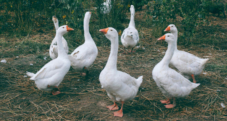 Estudiantes estadounidenses descubren nuevo y prometedor compuesto químico en un excremento de ganso