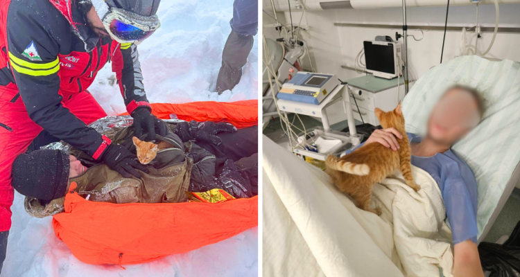 Gato salvó la vida de hombre que huyó de la guerra en Ucrania.