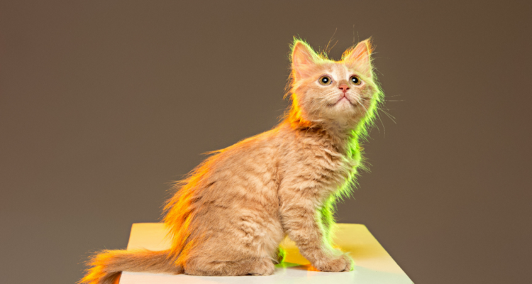 Gato naranjo con relación a gen que descubrió gen en gatos naranjos