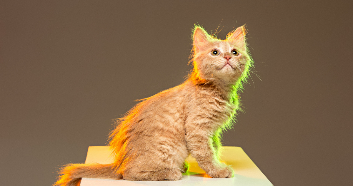 Gato naranjo con relación a gen que descubrió gen en gatos naranjos