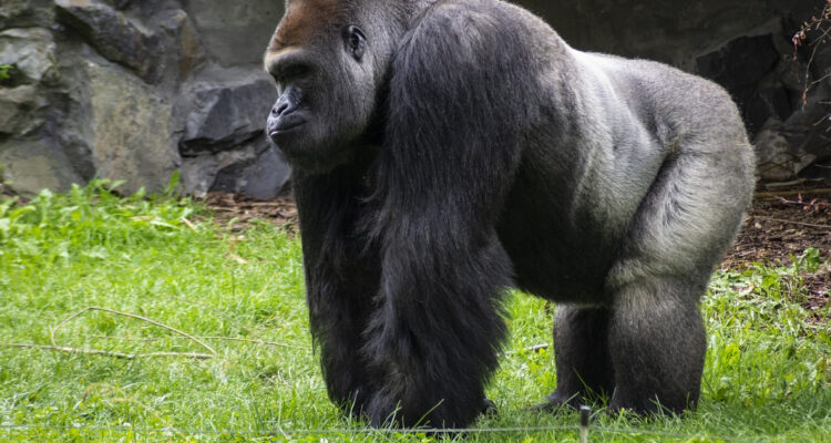 Experimento en zoológico de Brasil reveló que 1 de cada 5 de sus animales tenía Covid