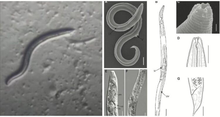 Gusano que sobrevivió 46 mil años podría ser clave para desacelerar envejecimiento