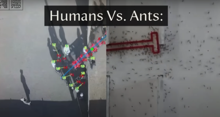 Humanos versus hormigas tratando de resolver problemas en equipo