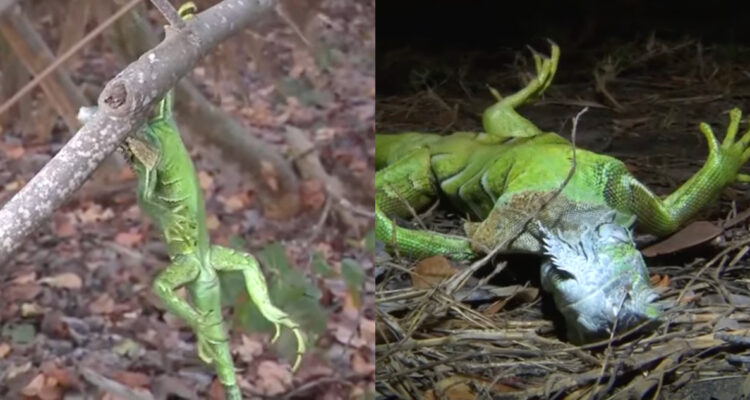 Iguanas que caen de los árboles