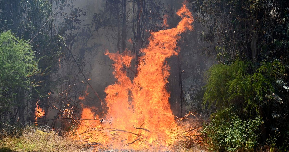 O’Higgins: Senapred declara Alerta Roja en comuna de Marchihue por incendio forestal