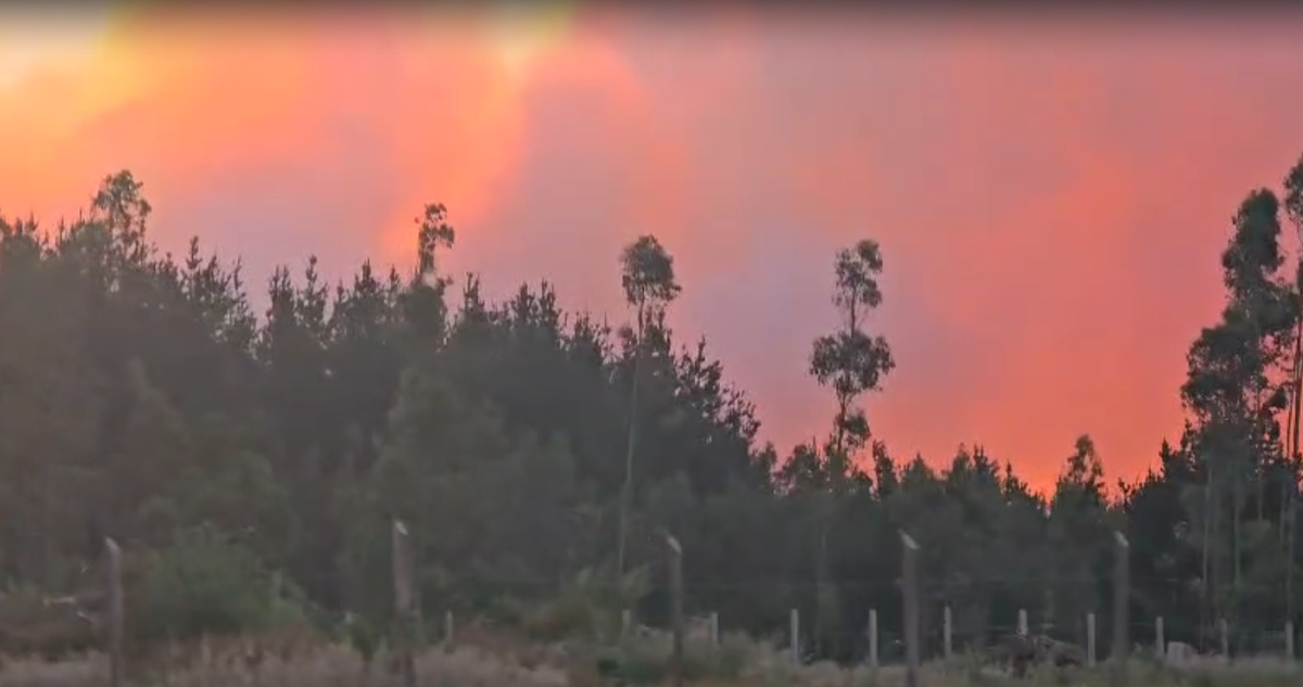Incendio forestal en Los Álamos