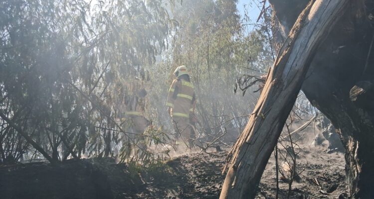 Combaten incendio forestal que comenzó a un costado del Colegio Alborada en San Pedro de la Paz