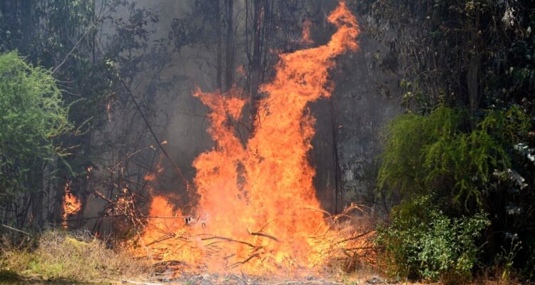 Ante incendios forestales: académico hace un llamado a tener 