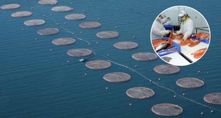 Debate por sostenibilidad o eliminación de la industria salmonera en chile, carta de pivotes en respuesta a fundación terram