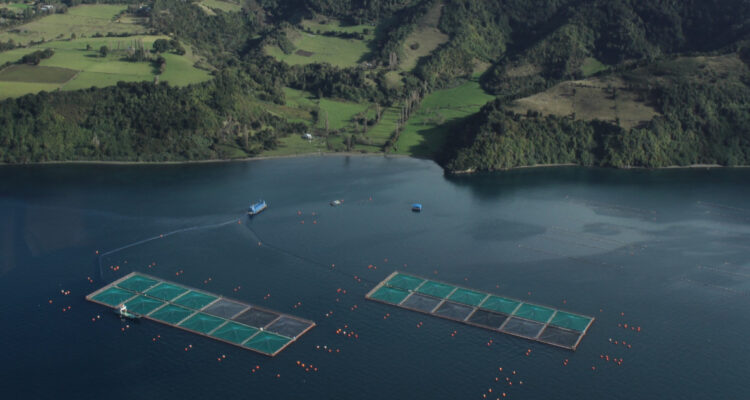 Instituto Tecnológico del Salmón cierra “Plan de Ciencia 2024” con más de 30 proyectos colaborativos