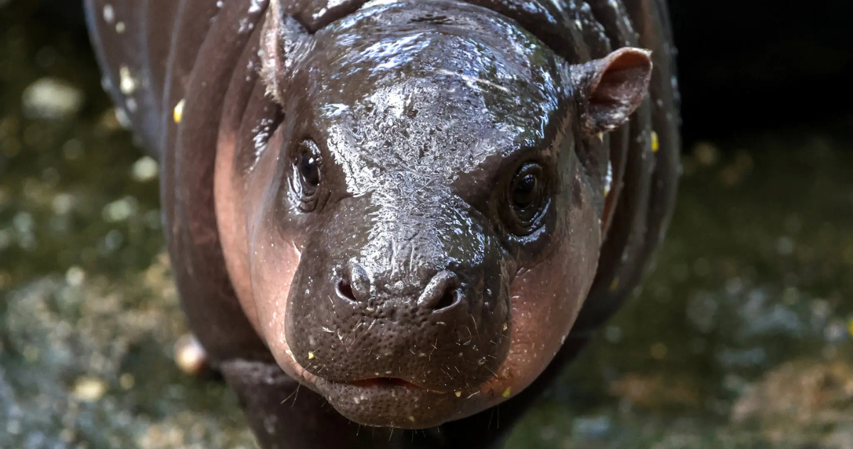 la tierna hipopótama pigmeo que se transformó en un fenómeno millonario