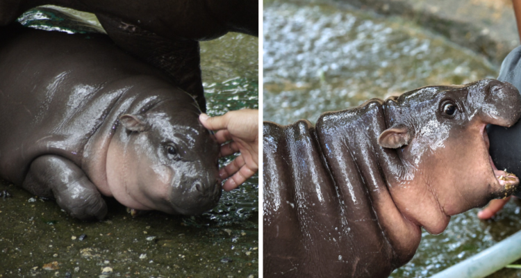 Moo Deng, la tierna hipopótama pigmeo que se transformó en un fenómeno millonario