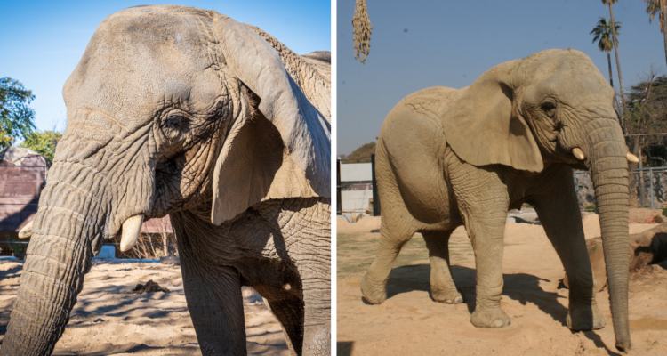 Zoo de Barcelona: muere a los 54 años, Yoyo, la elefante africana más longeva del mundo