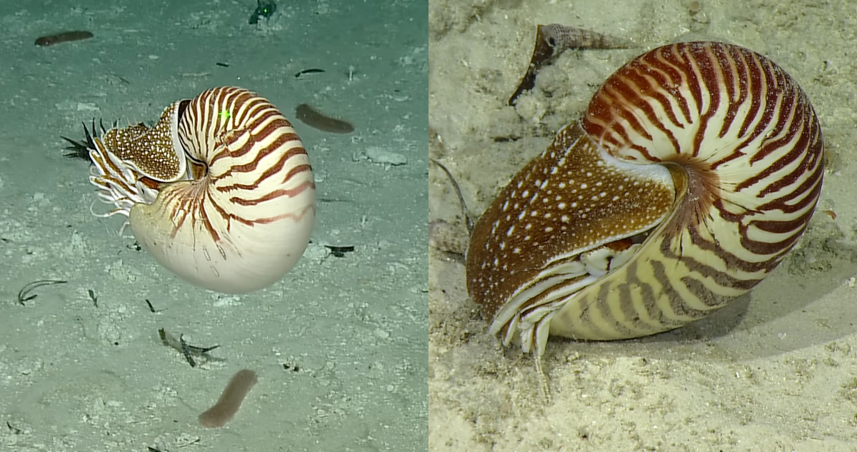 Nautilus