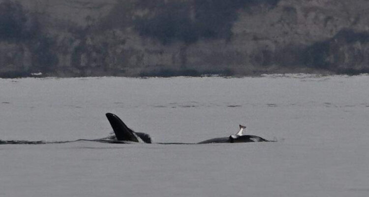Orca con un salmón en su cabeza
