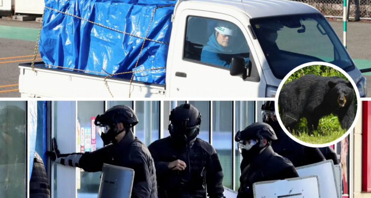 Oso irrumpe en supermercado, ataca a empleado y saquea la sección de carne: policía debió sacrificarlo