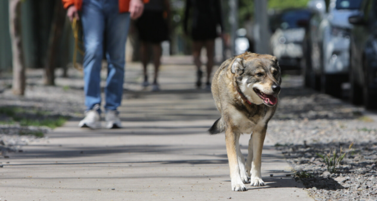 Querella ante maltrato animal