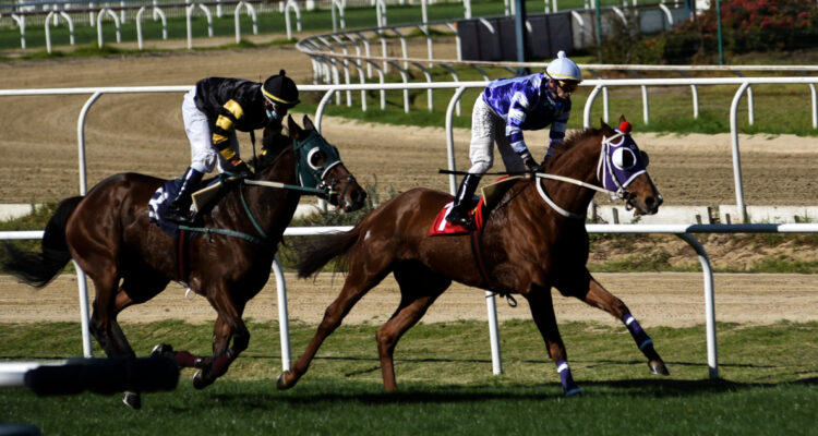 Piden regular las apuestas en la actividad hípica