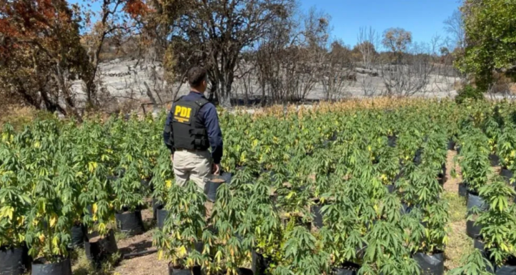 plantas de marihuana los vilos
