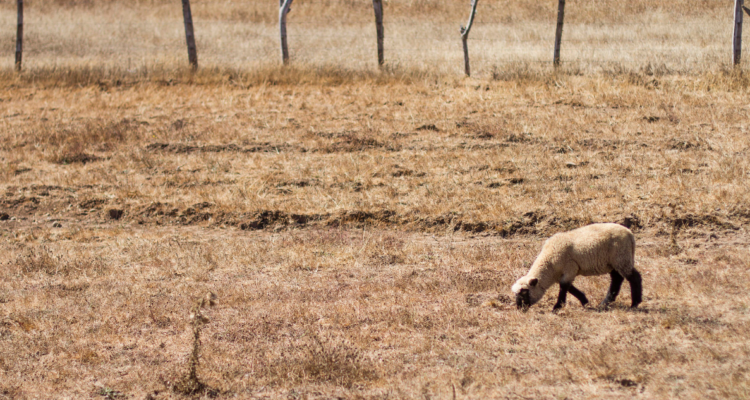 Por altas temperaturas y falta de lluvias Decretan emergencia comunal por déficit hídrico en Quemchi