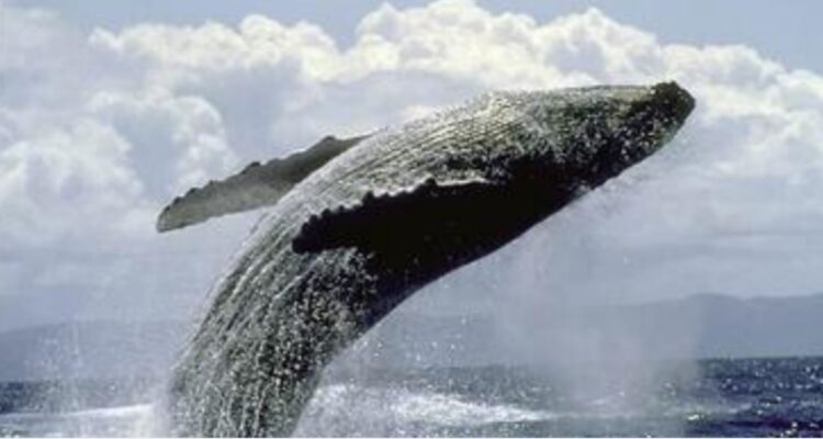 SERNAPESCA SE QUERELLA POR MUERTE DE BALLENA JOROBADA EN PARQUE NACIONAL