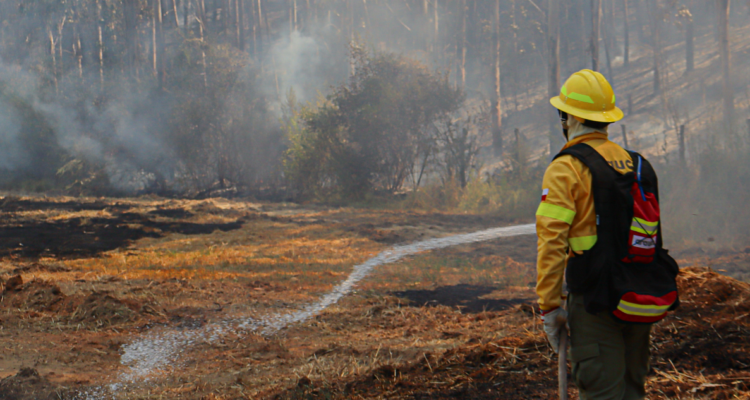 Reportan incendio de pastizales a un costado de la Ruta 5 Sur en Chillán Viejo