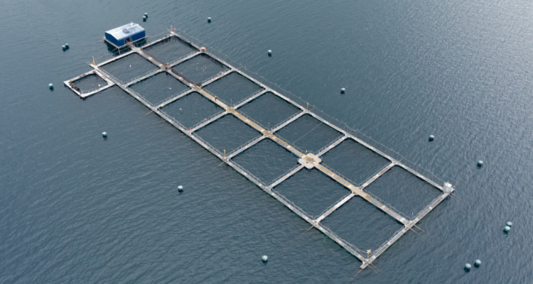 Salmonera por condena a dos empresarios acuícolas