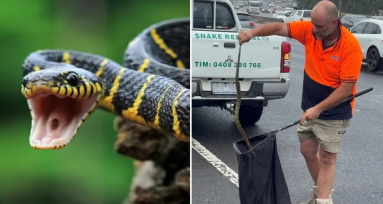 Serpiente venenosa en Australia
