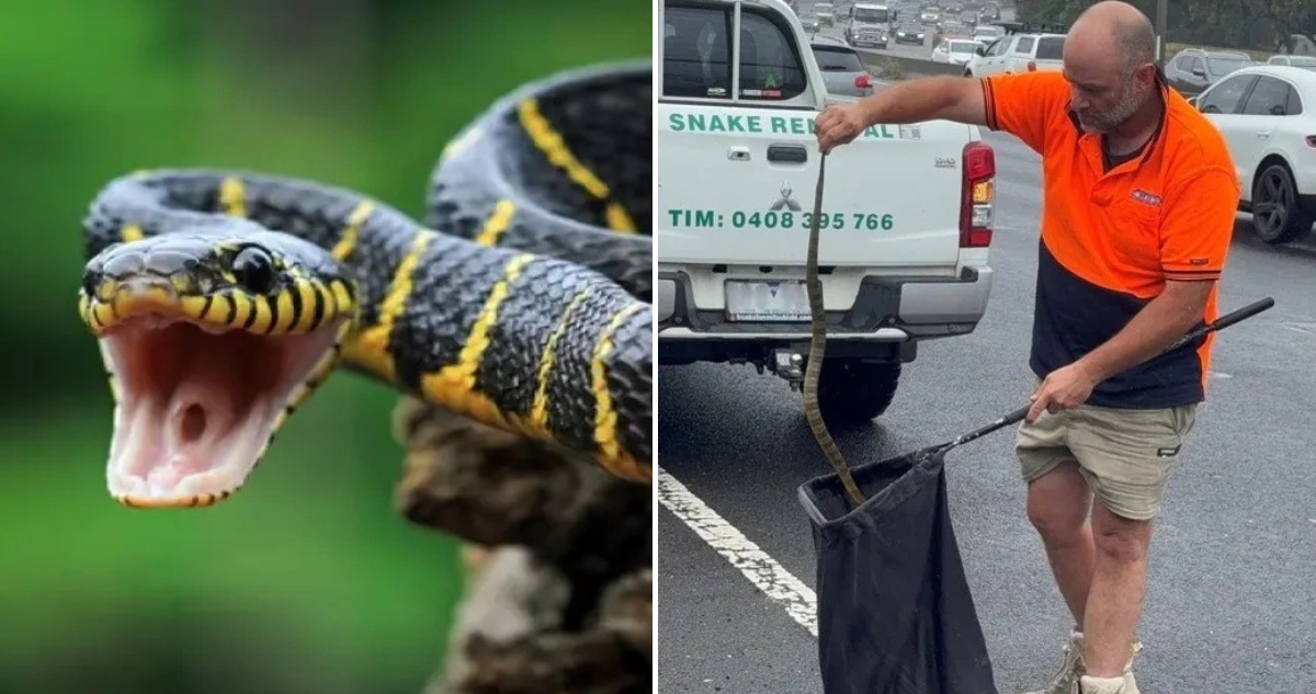 Serpiente venenosa en Australia