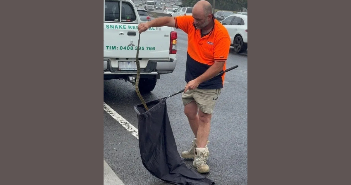 Serpiente venenosa en Australia