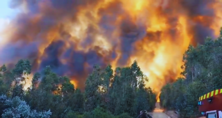 Declaran Alerta Amarilla por incendio forestal en Cauquenes: se encuentra fuera de control