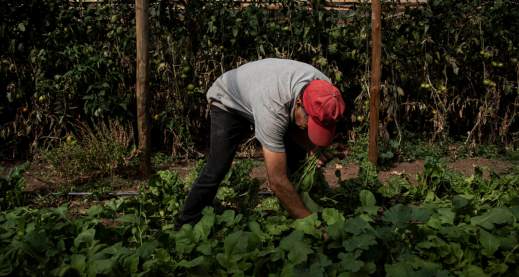 Protección agroalimentaria