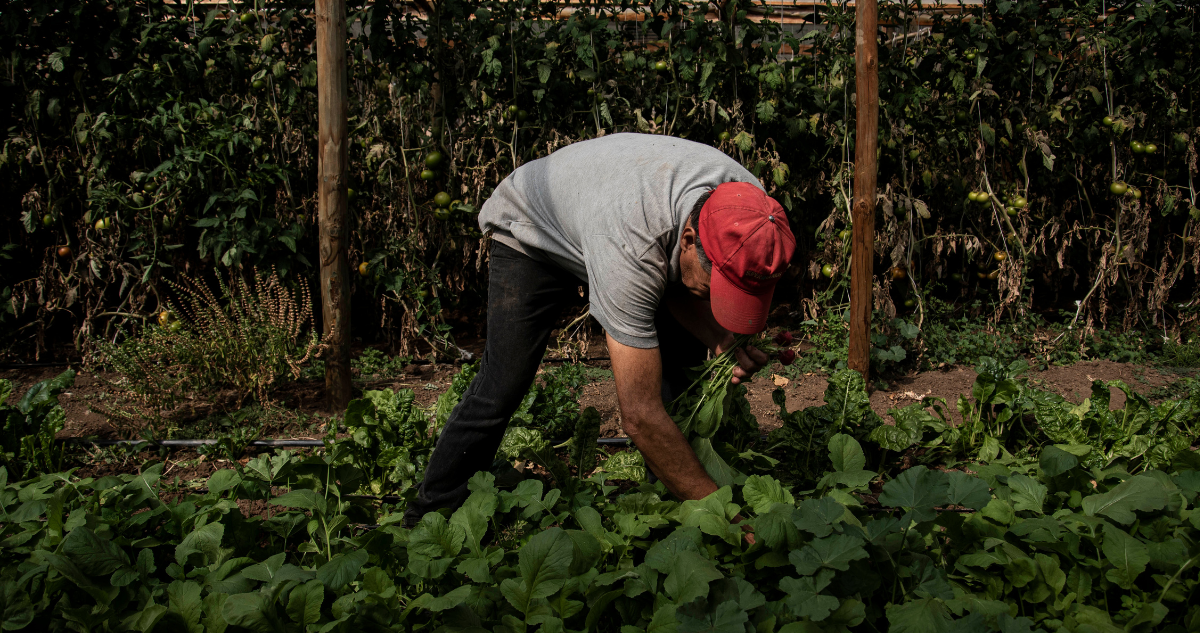Protección agroalimentaria