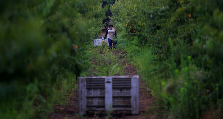 Plan Seguridad Agroalimentaria