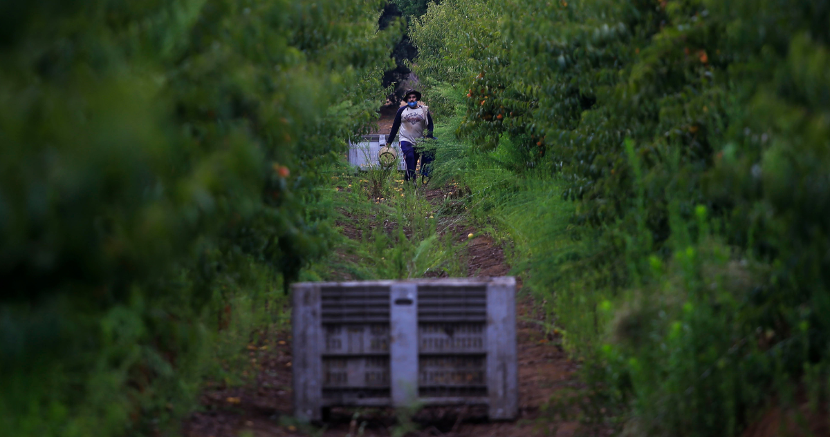 Plan Seguridad Agroalimentaria
