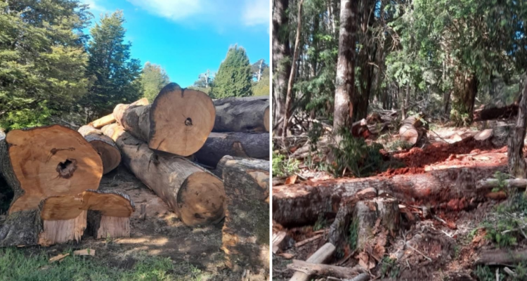 tala de bosque nativo melipeuco exsenador tuma